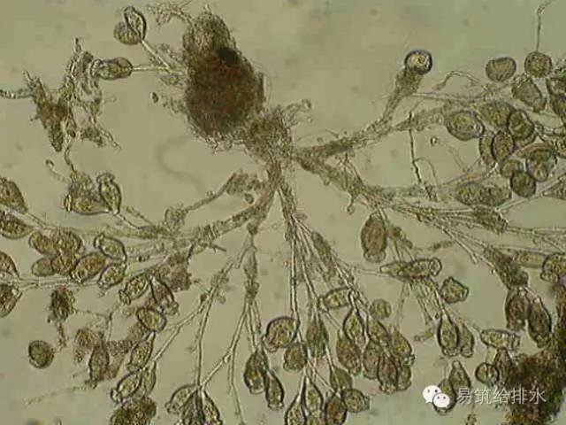 污水處理指示性微生物大全！